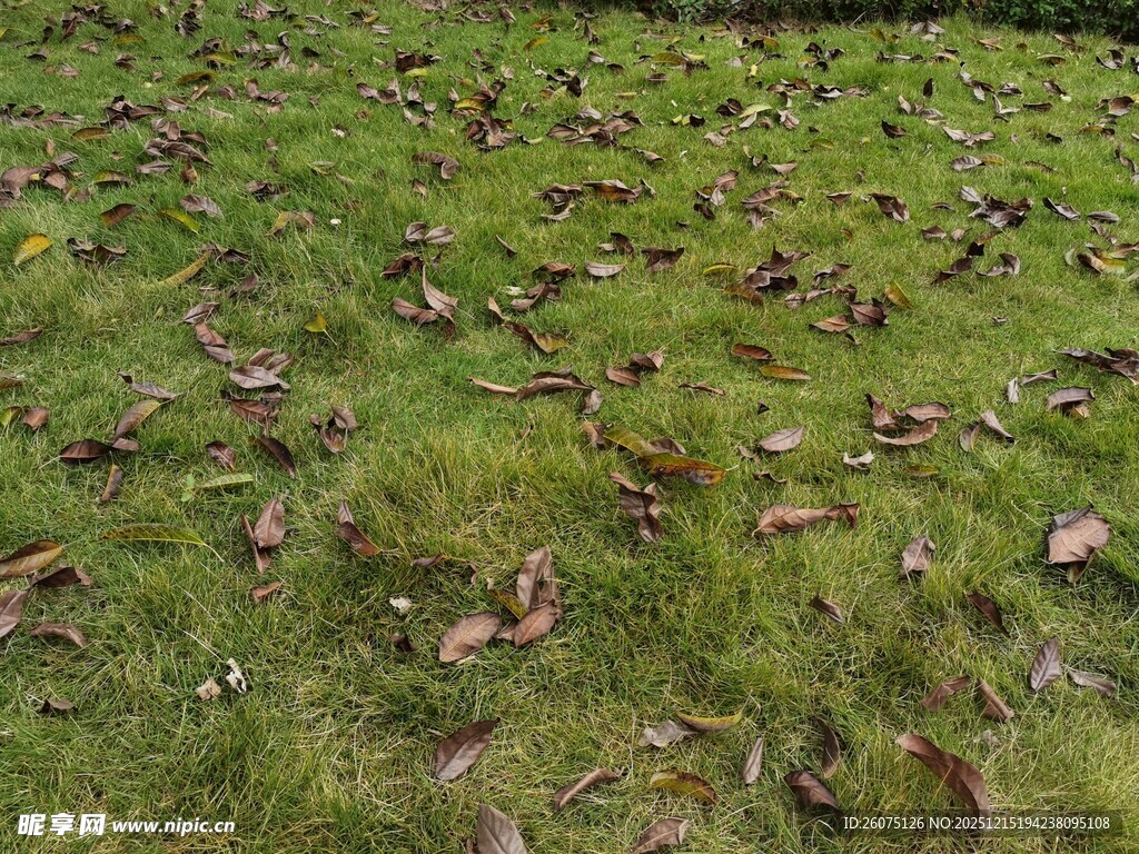 草地上散落的枯黄树叶