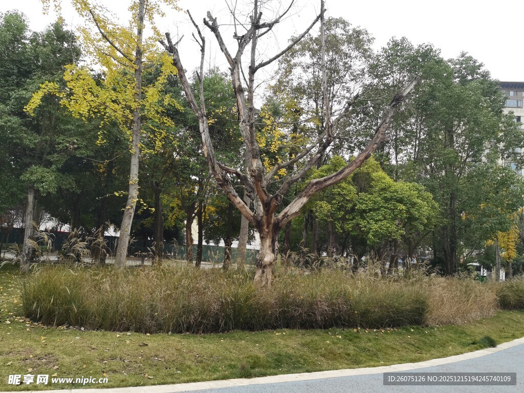 城市路边绿化景观