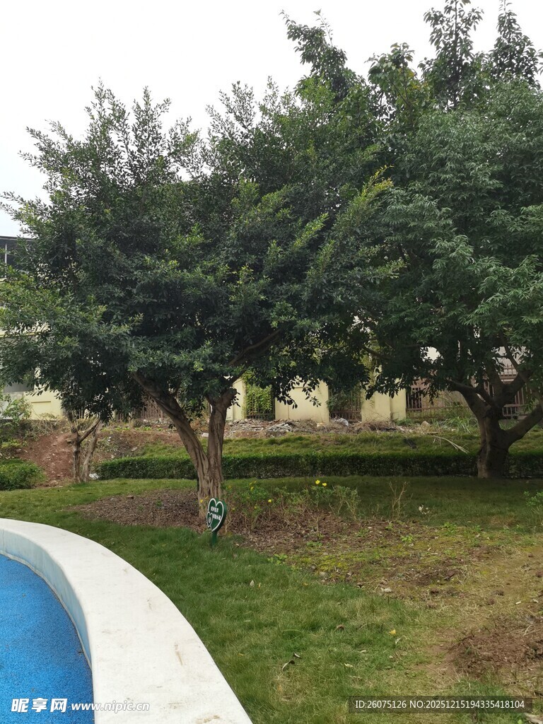 户外树下的蓝色帐篷场景