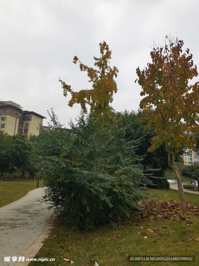 秋日庭院绿植景致