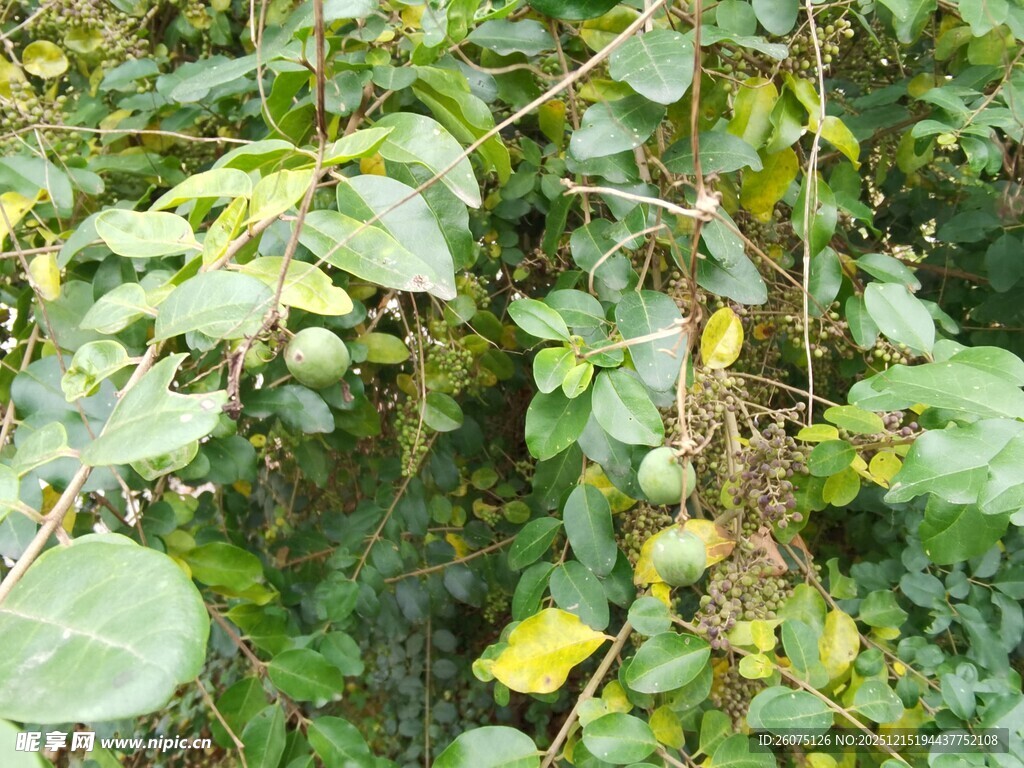 绿叶繁茂的植物景象