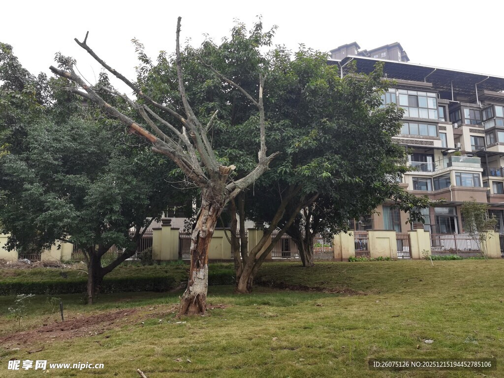 小区内的树木与建筑景观
