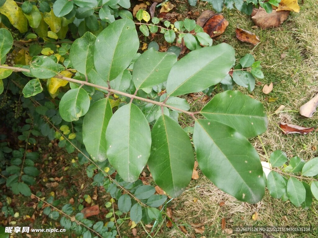 绿叶繁茂的植物枝条