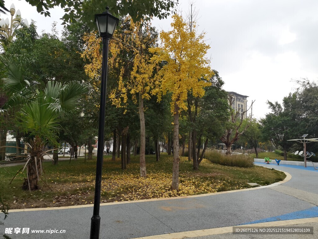 秋日公园道路旁的金黄树木