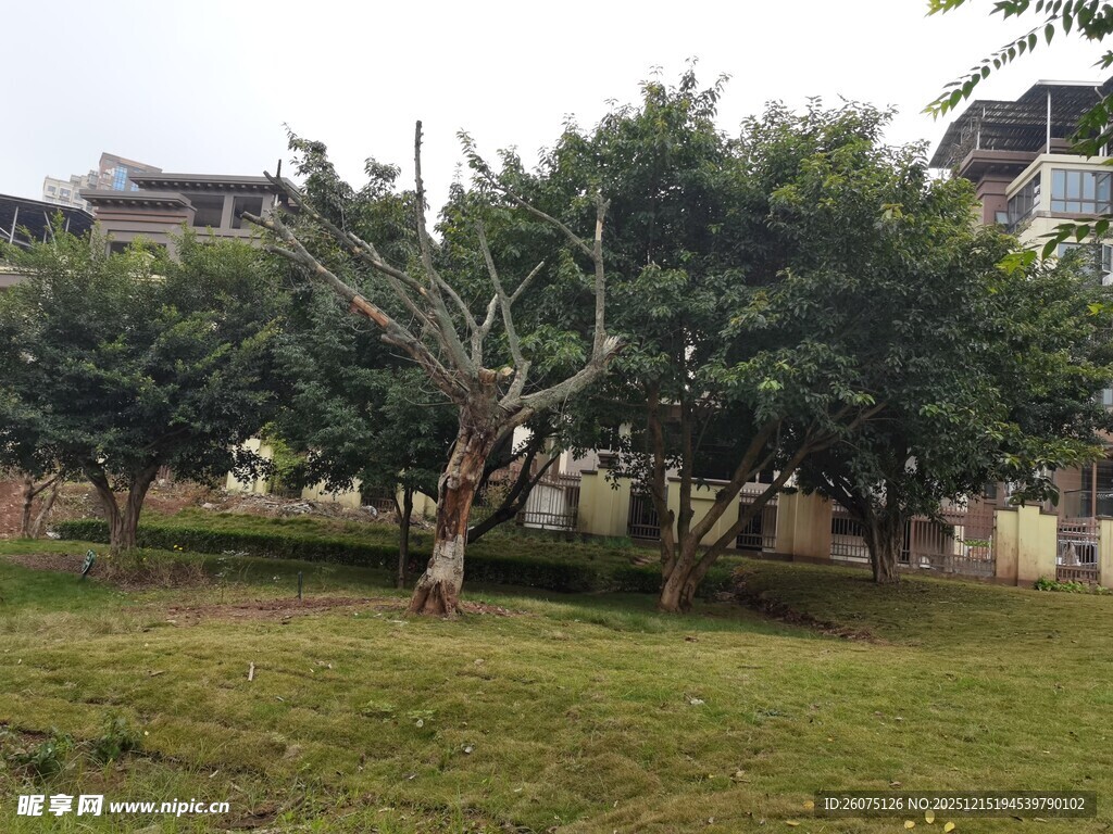 庭院中的树木与草地