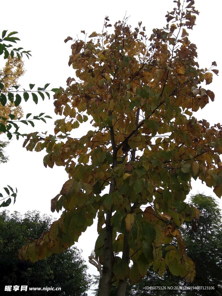 秋日斑斓树木景致