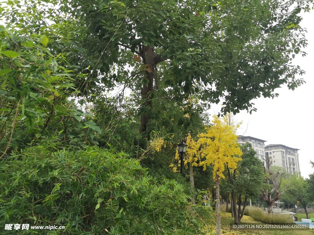 秋日公园绿树间的一抹金黄