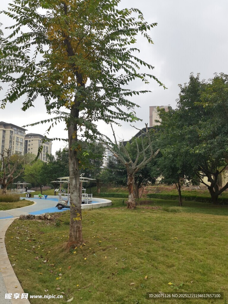 公园内的绿树与蜿蜒小径