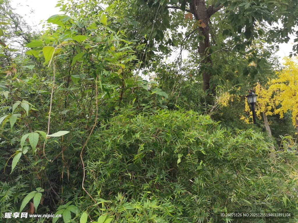 繁茂绿植景观