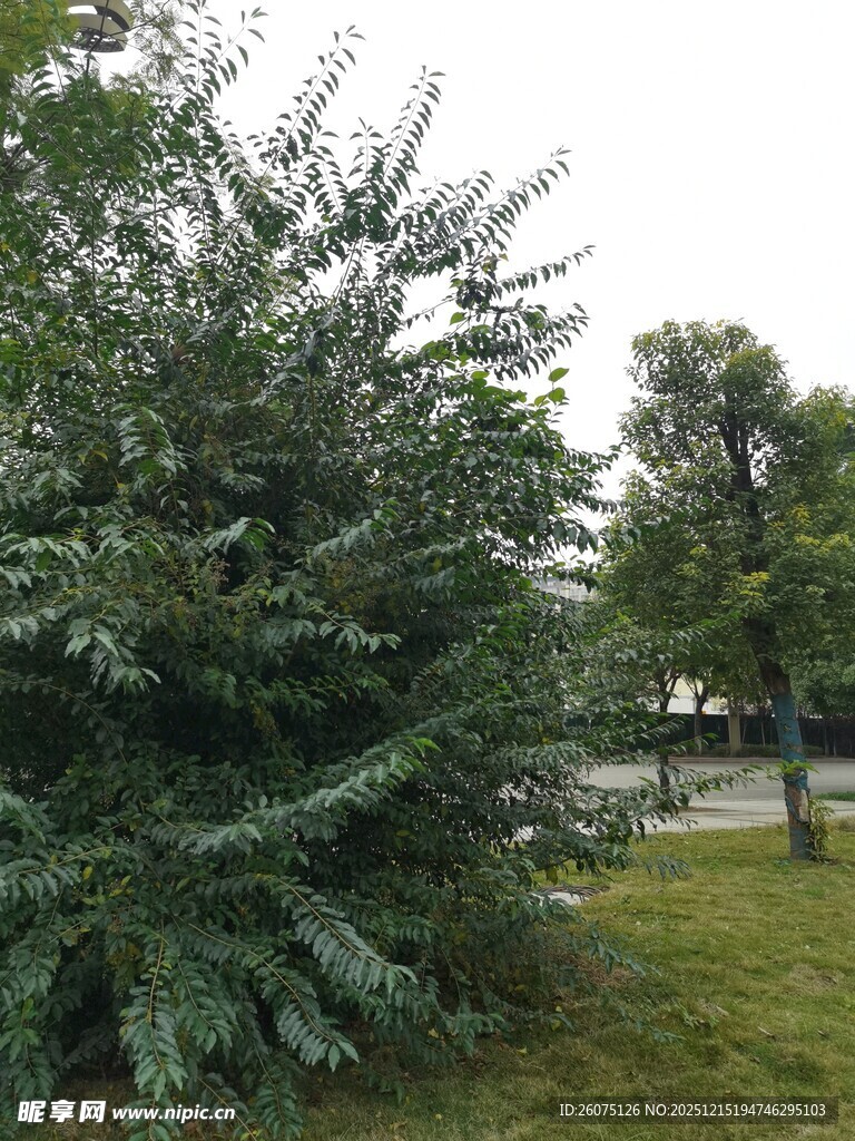 户外翠绿松树景观