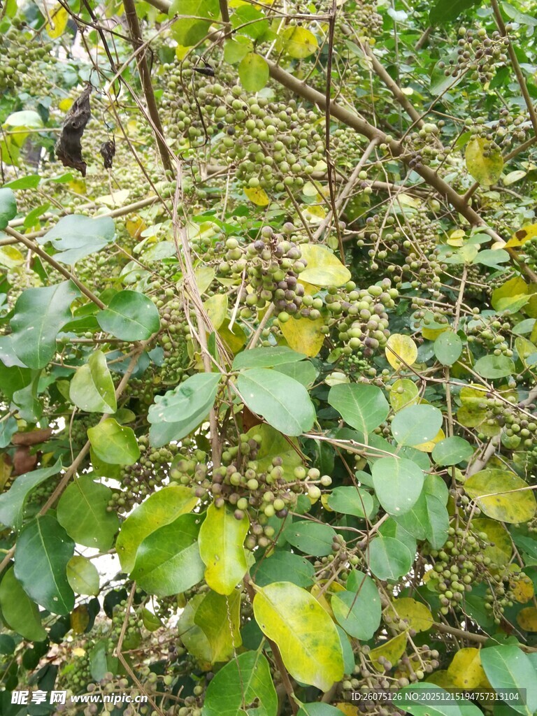 绿叶白花的繁茂植物