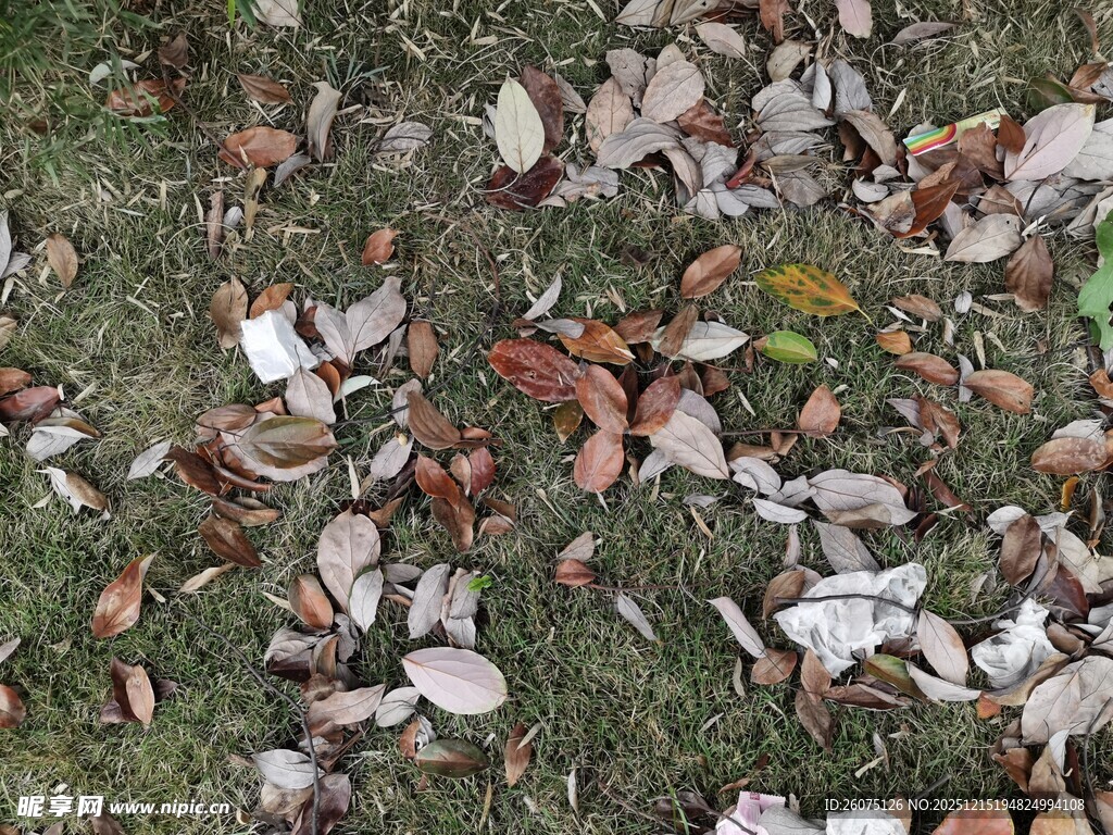 地面散落的多彩落叶