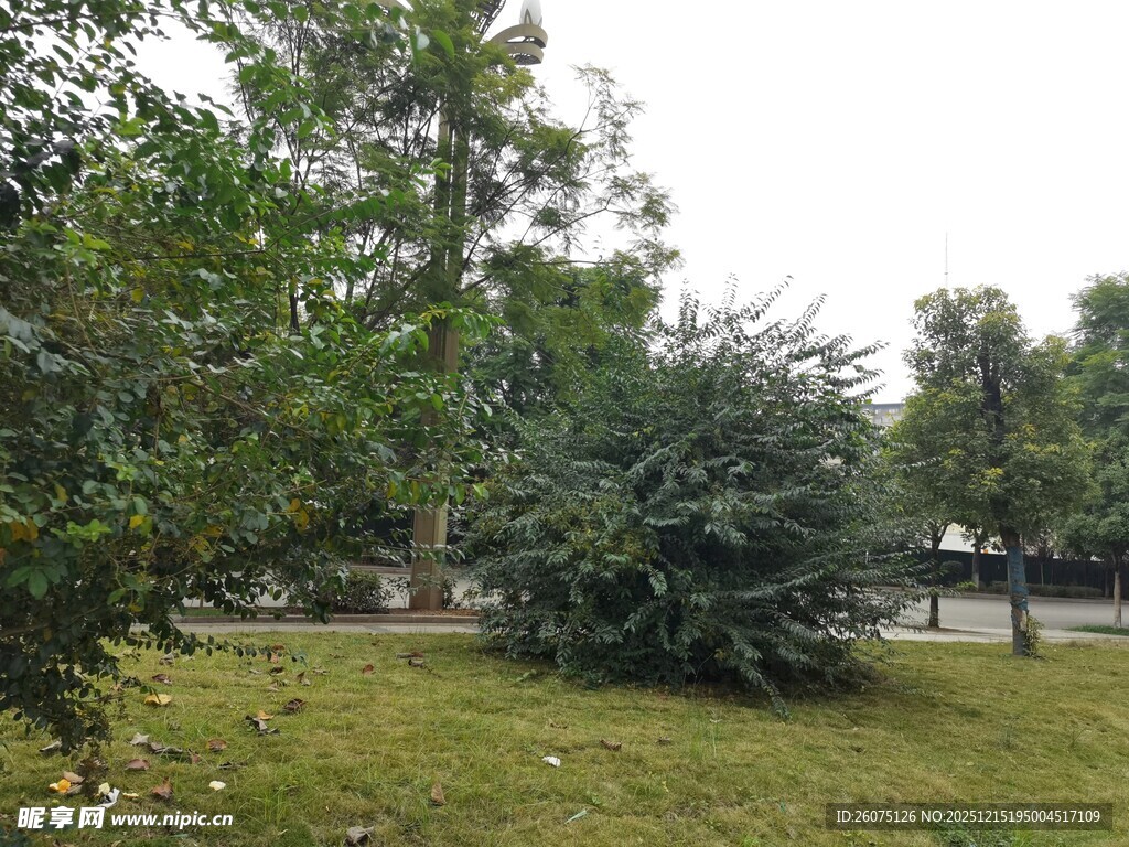 户外绿意盎然的草木景观