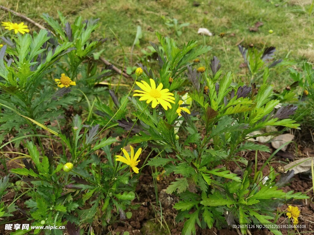 草地上的黄色小花