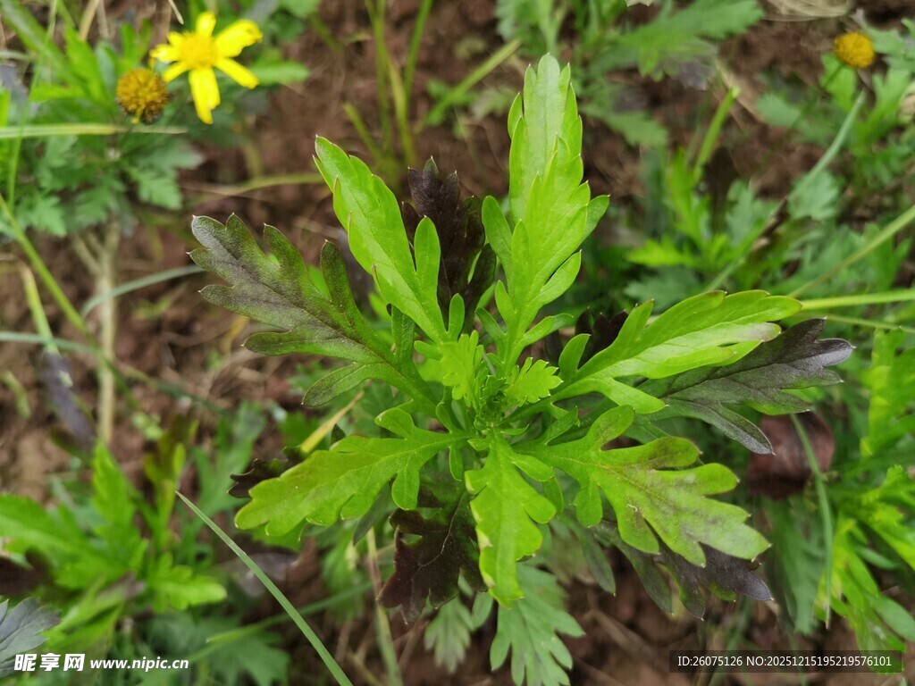 黄色小花旁的绿色植物