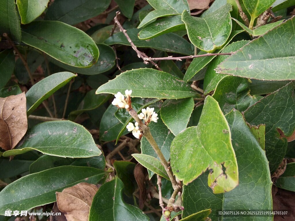 绿叶间的白色小花