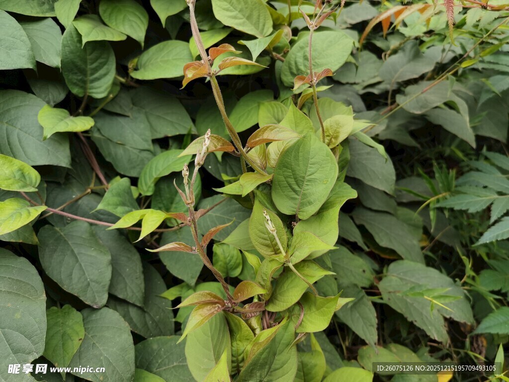 绿叶藤蔓植物特写