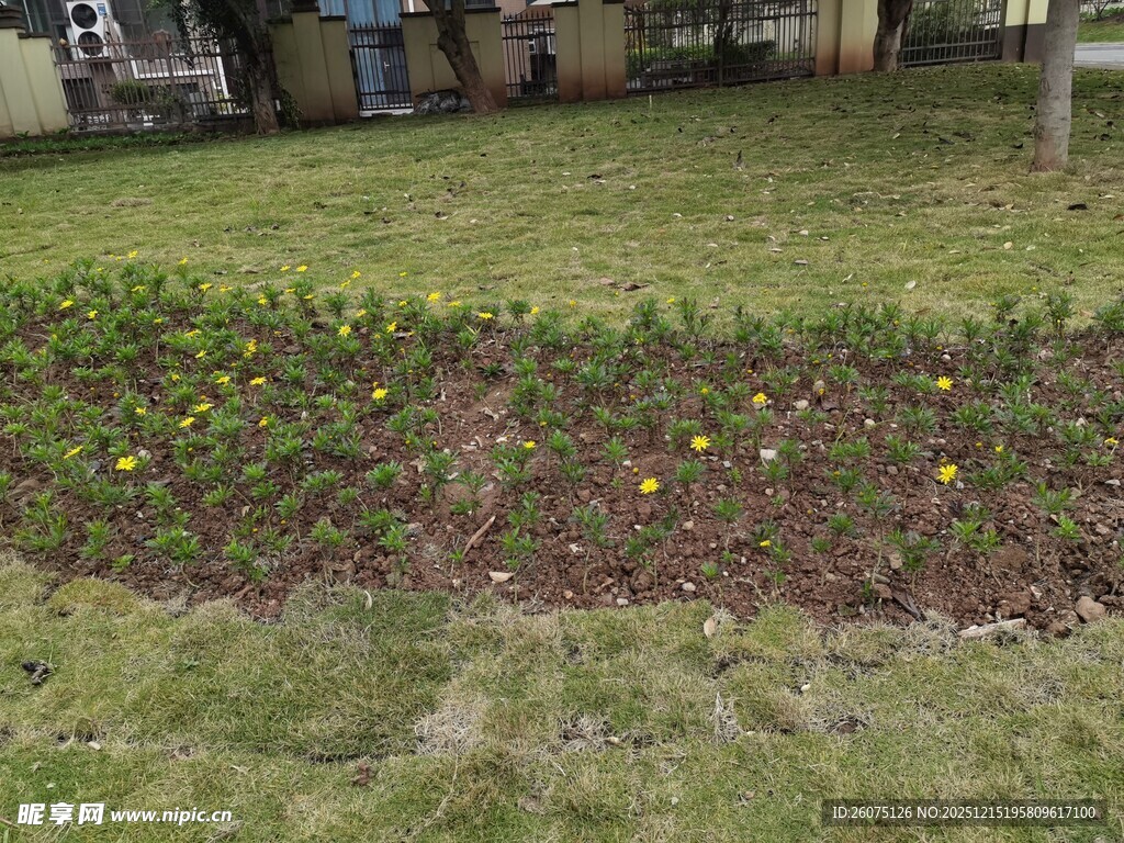 庭院中多彩花卉与绿草