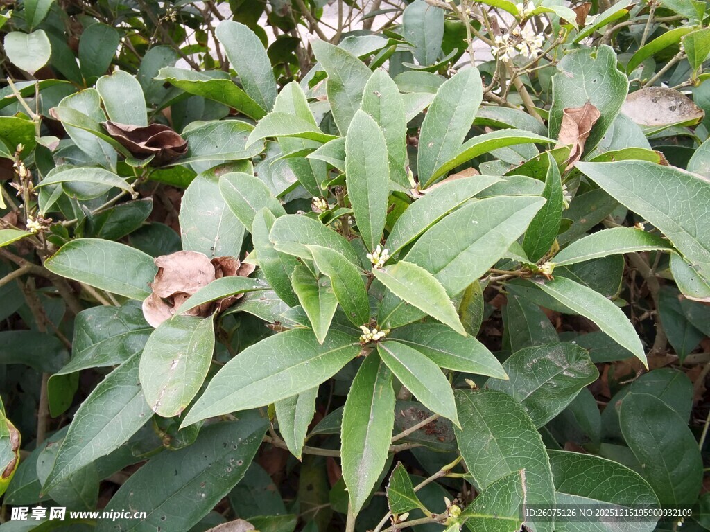 绿叶繁花的植物景观