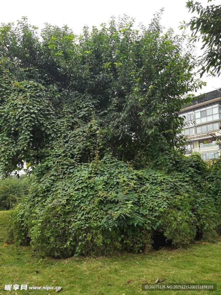 繁茂绿植环绕的建筑一角