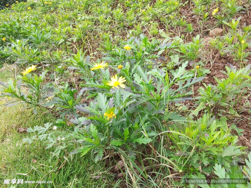 田野中的黄色小花植株