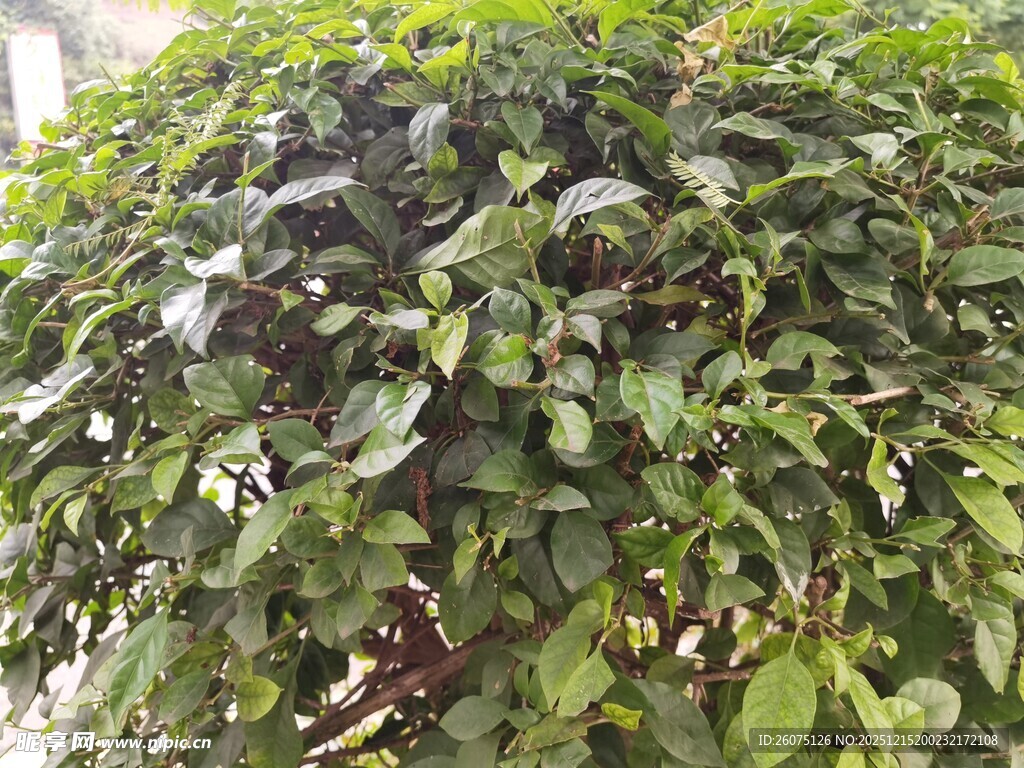 绿叶繁茂的植物景观