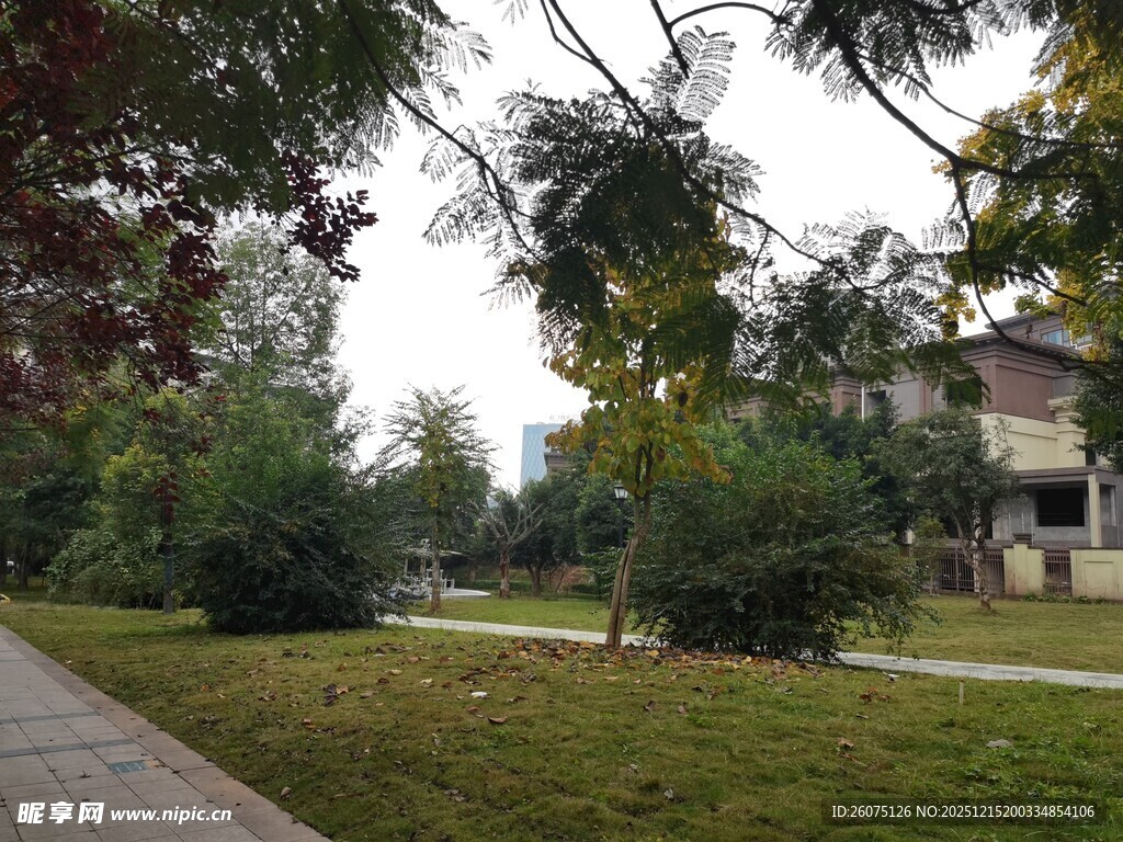 宁静林荫下的户外景致