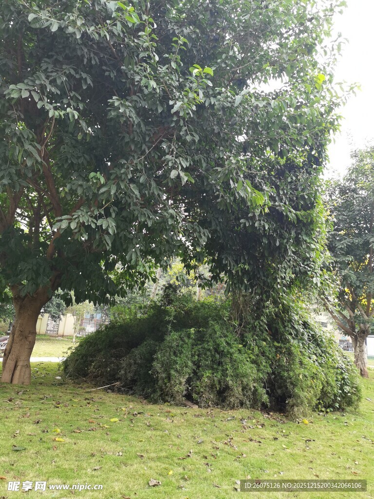 绿意盎然的草地与繁茂树木