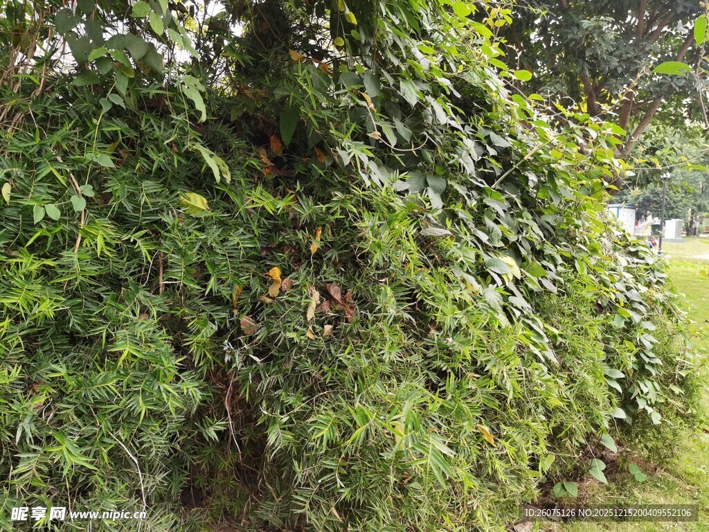 藤蔓覆盖的绿意景致