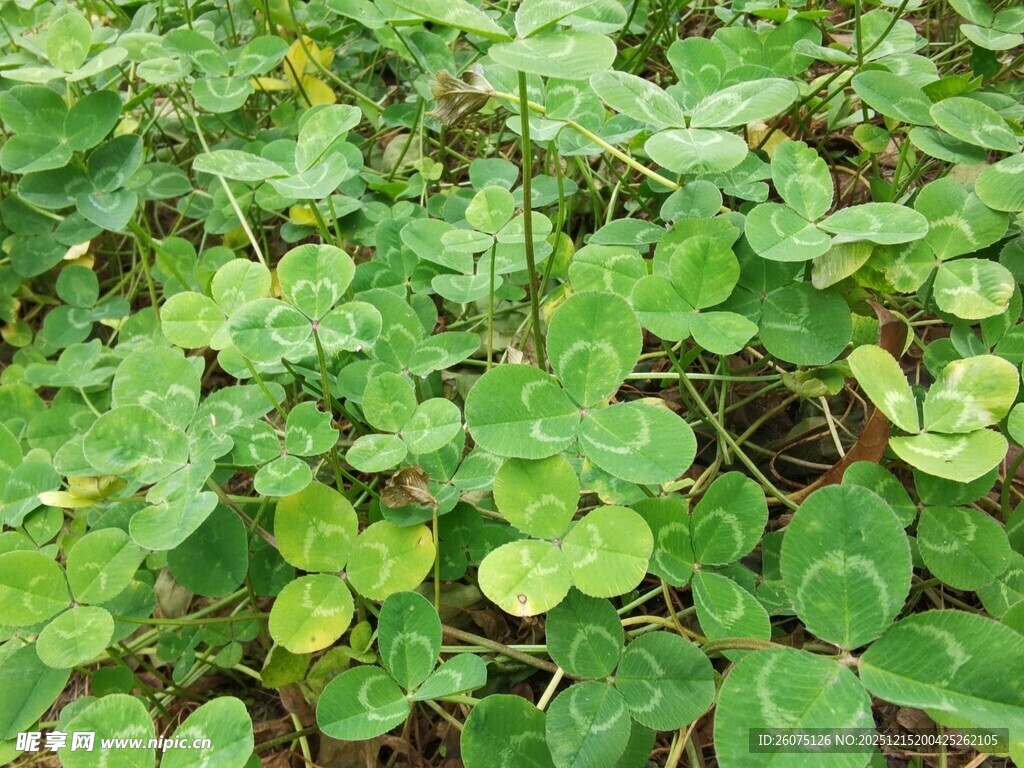 翠绿三叶草植物景观
