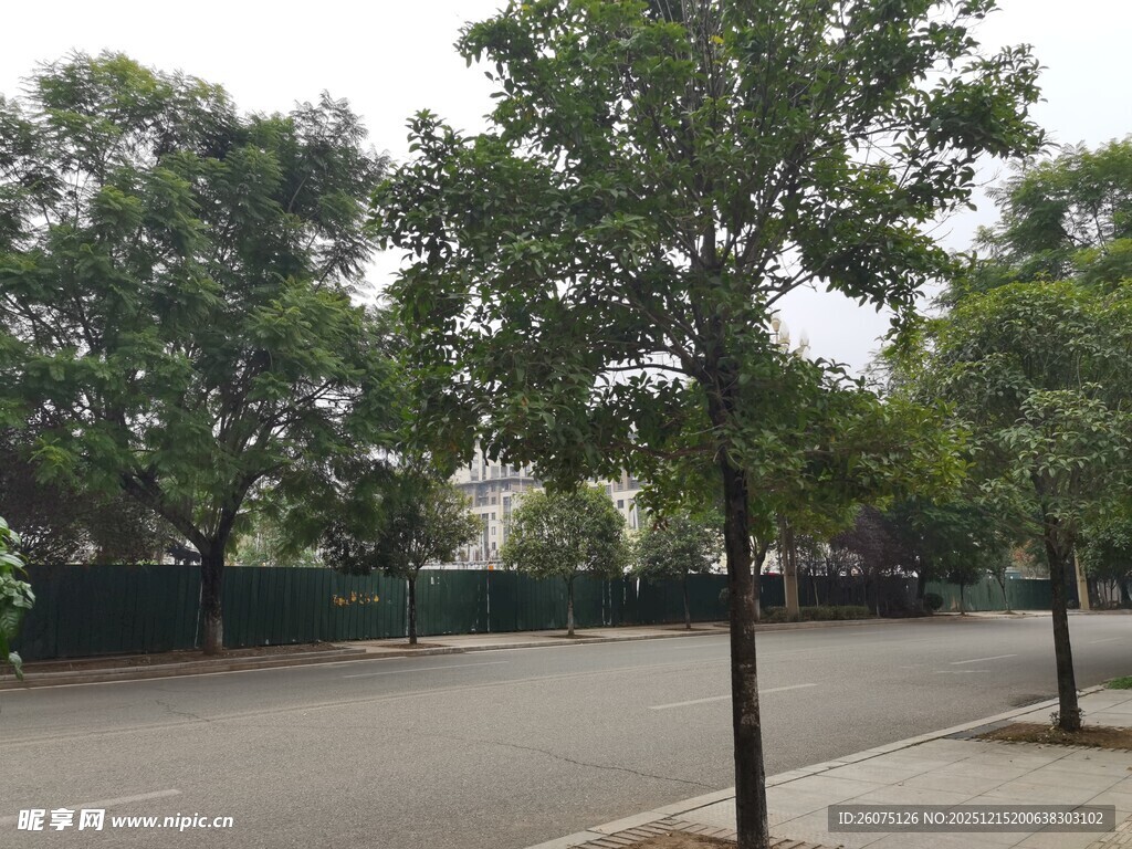 城市街道旁的绿树景观