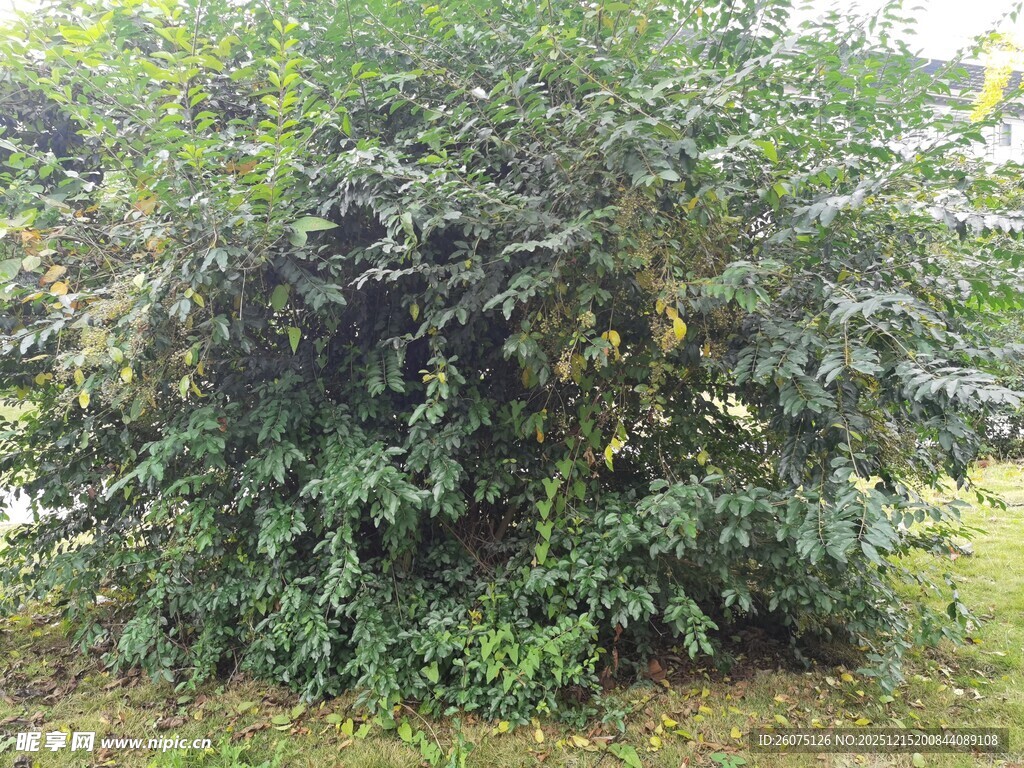 茂盛绿植灌木丛