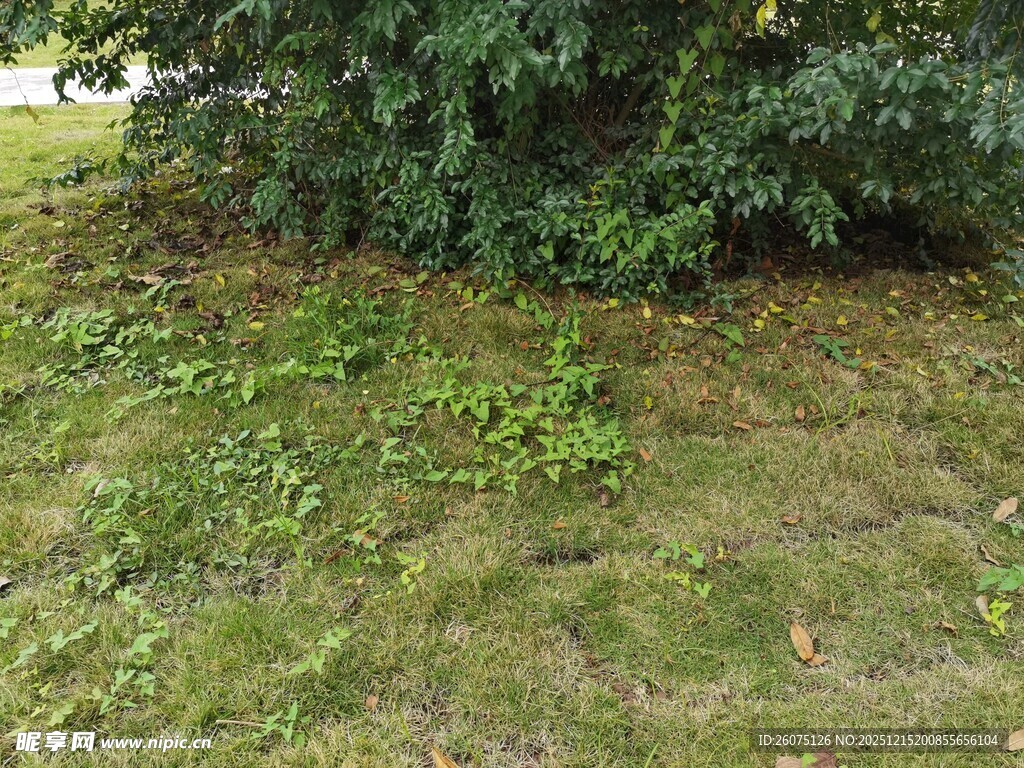 草地旁的绿植景观