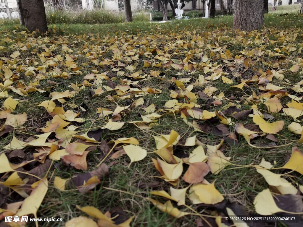 银杏落叶铺满地面的美景