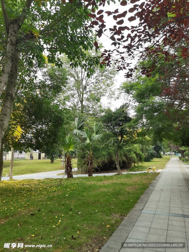 公园林荫小道景观