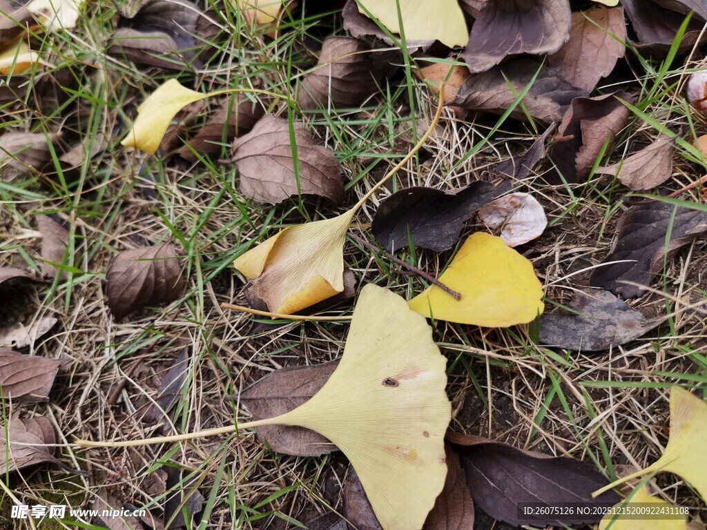 银杏落叶铺就秋日美景