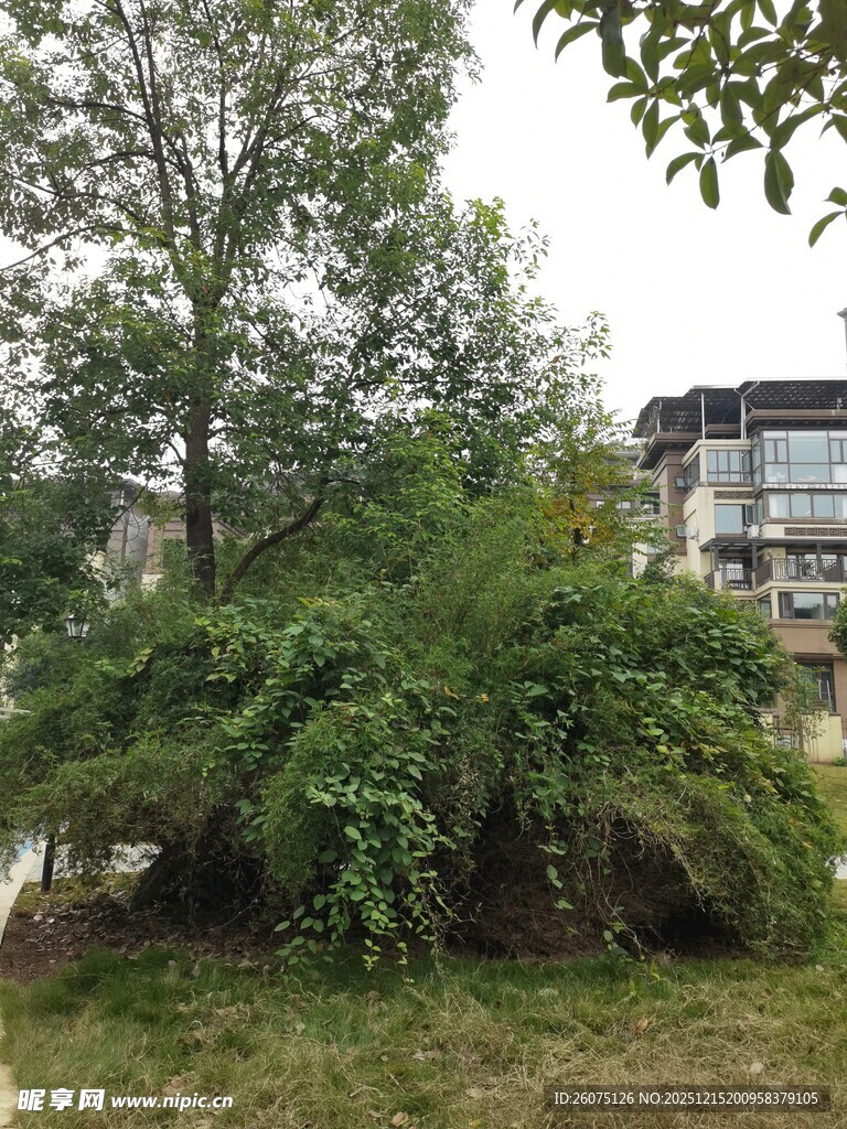 户外繁茂绿植与建筑一角