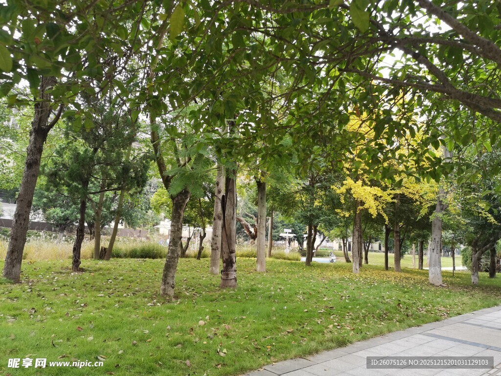 林间小径绿意盎然的公园