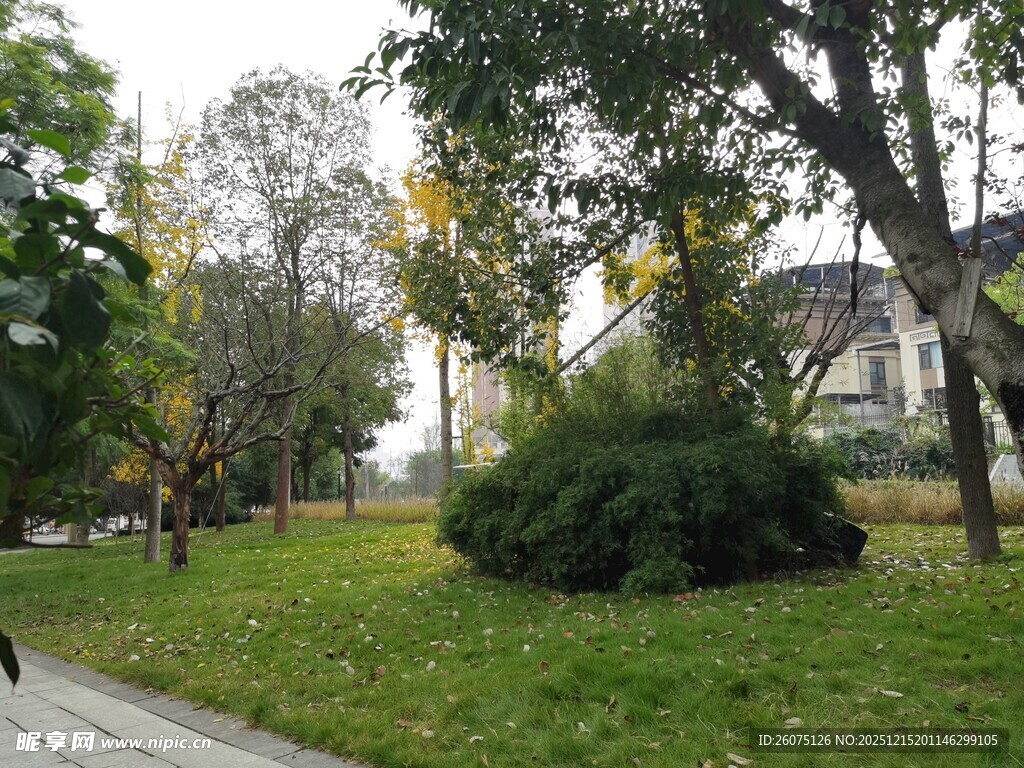 秋日公园绿意景致