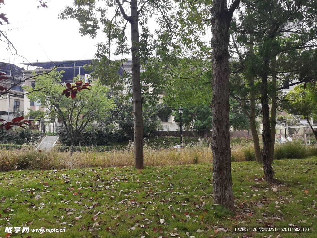 秋日林间草地景致