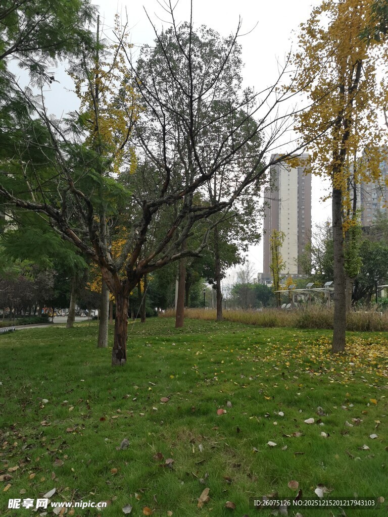 秋日公园树木草地景致