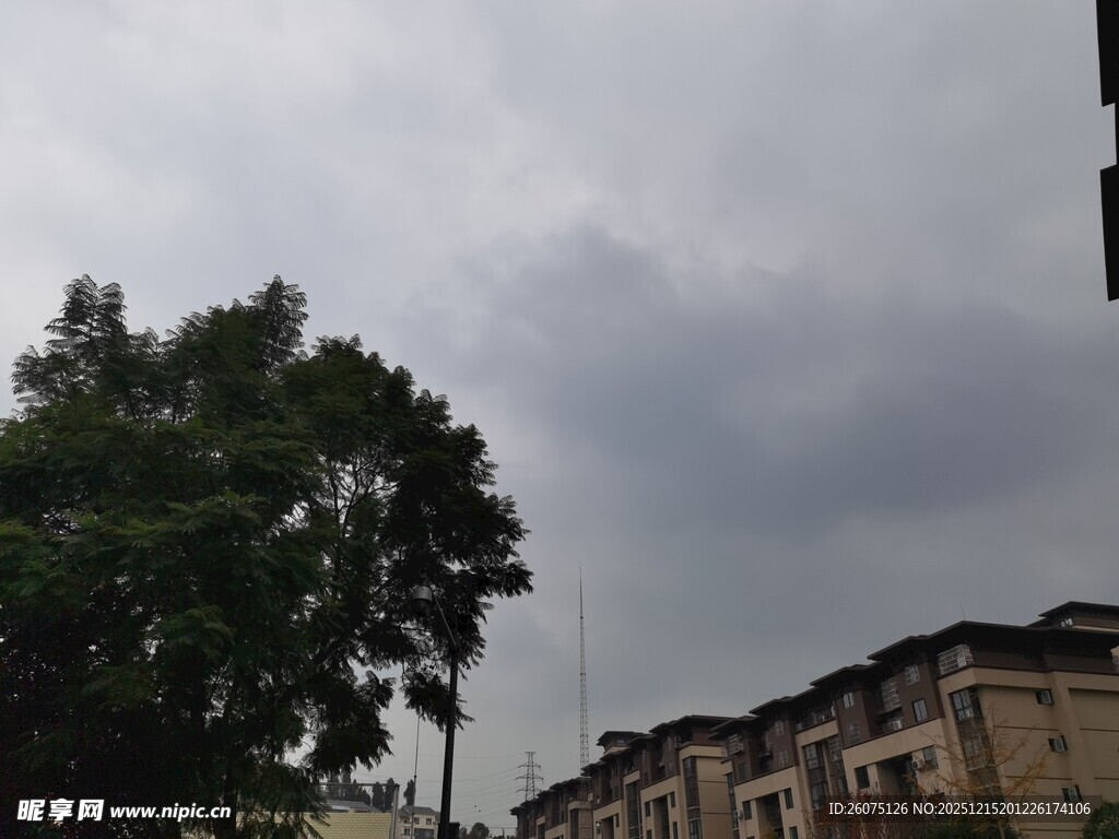 阴天时的树木与老旧建筑