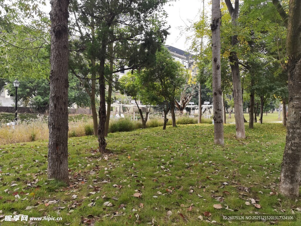 林间草地风景图