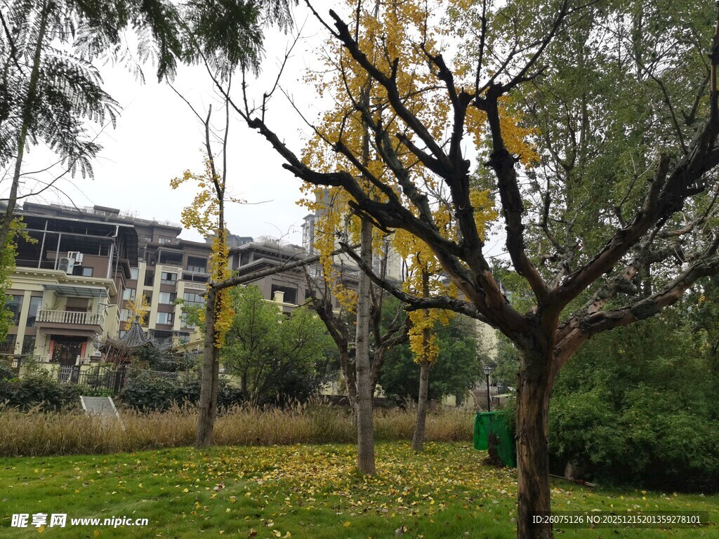 秋日公园树木与建筑景致