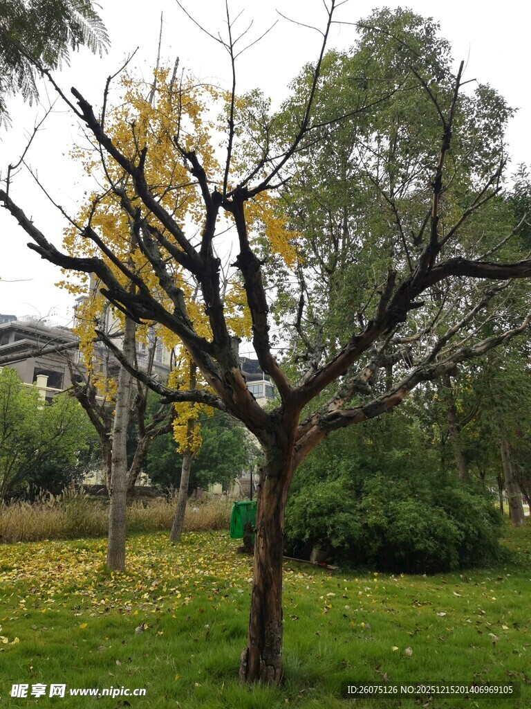 秋日公园中光秃的树木