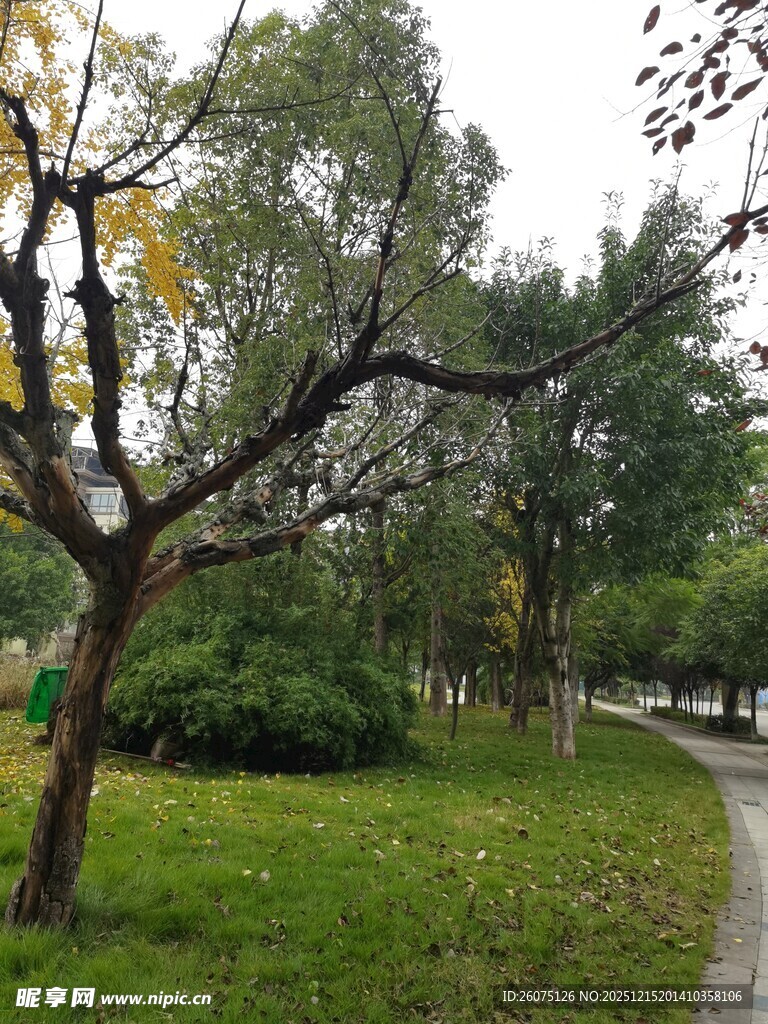 秋日公园小径旁的树木