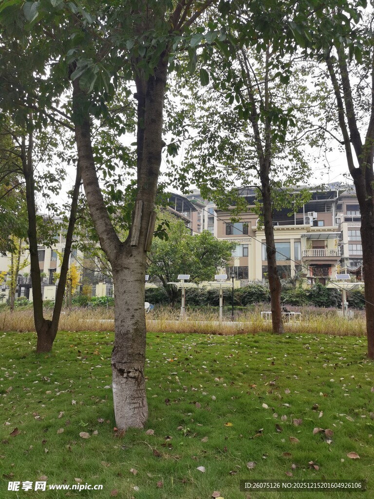 城市中静谧的绿树草地