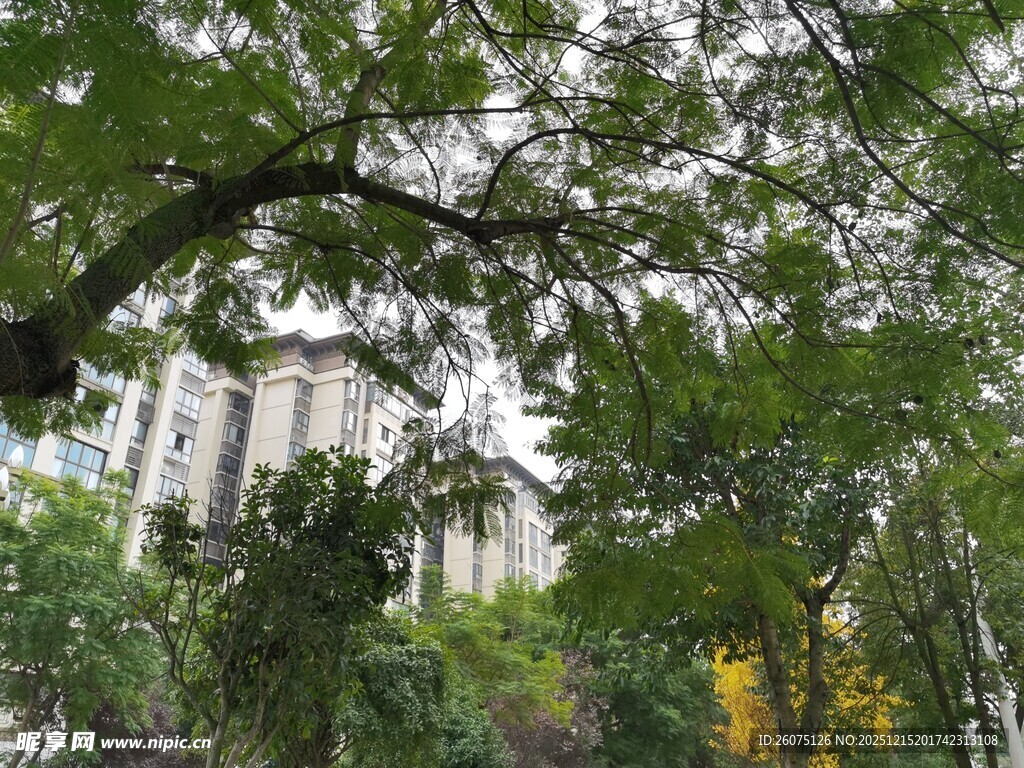 绿树掩映中的白色建筑