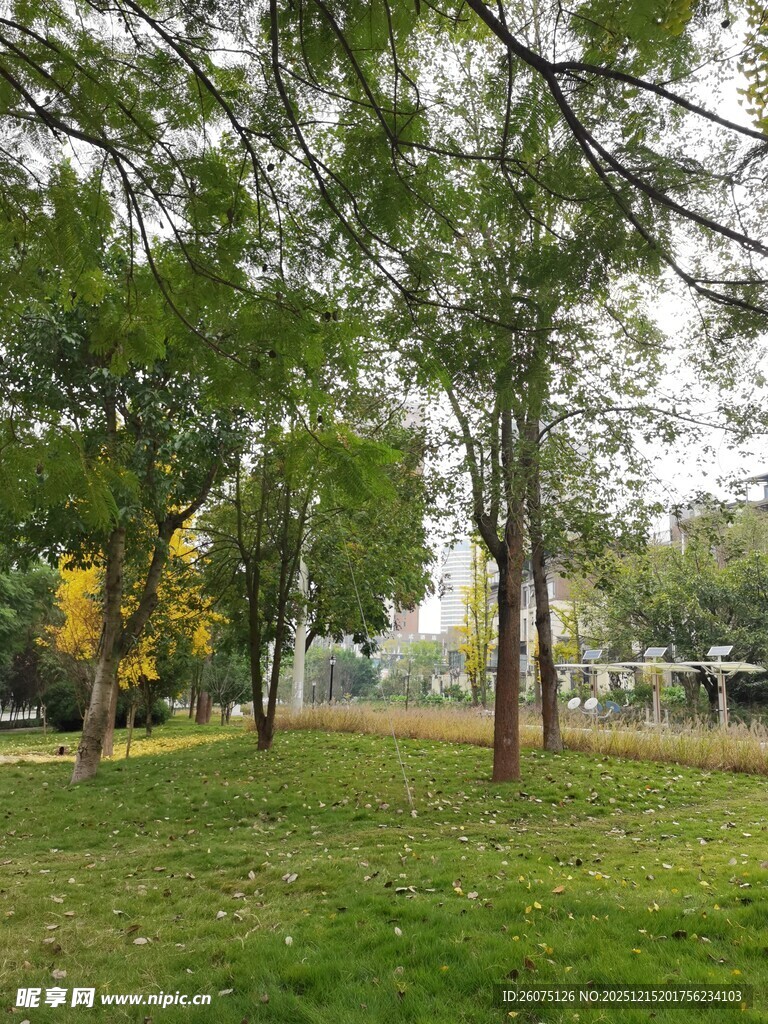 公园绿意盎然的树林景观