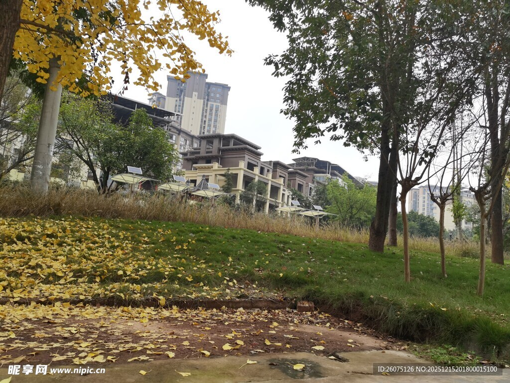 秋日公园落叶景致